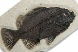 Detailed Fossil Fish (Cockerellites) - Wyoming #382768-1